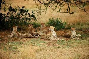Cheetah Lookout, by Eric Kaplan
